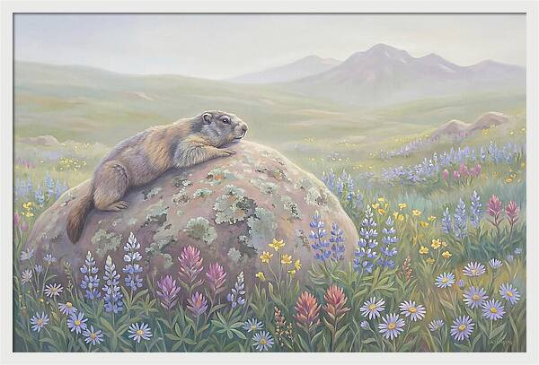 Marmot Sunning On Boulder