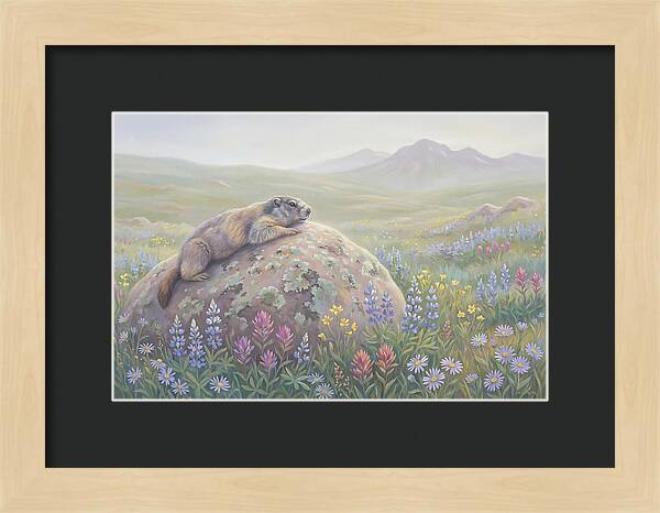 Marmot Sunning On Boulder