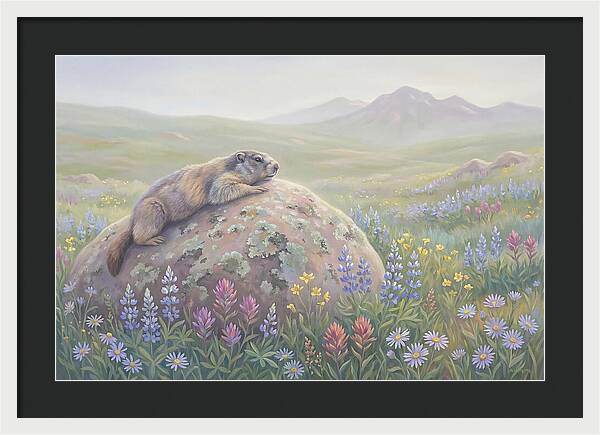 Marmot Sunning On Boulder