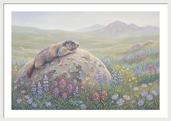 Marmot Sunning On Boulder