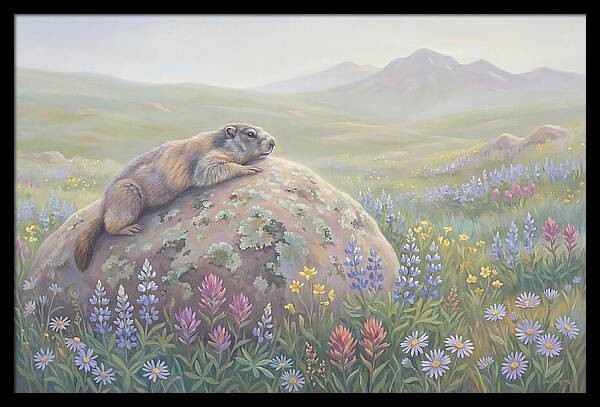 Marmot Sunning On Boulder