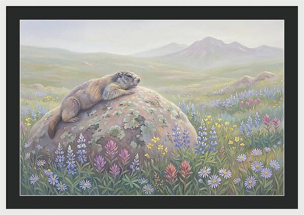 Marmot Sunning On Boulder