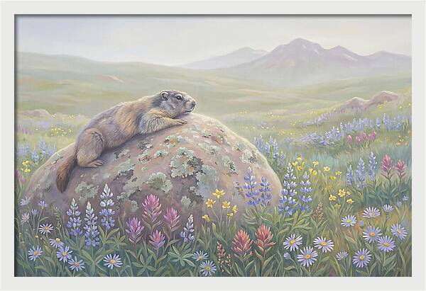Marmot Sunning On Boulder