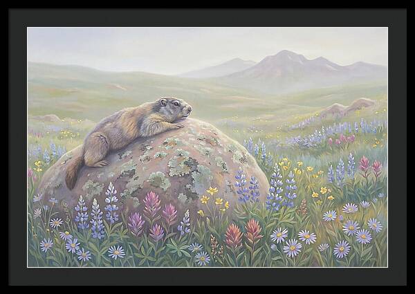 Marmot Sunning On Boulder