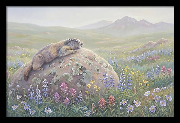 Marmot Sunning On Boulder
