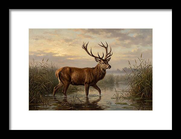Marsh Deer In Tranquil Waters