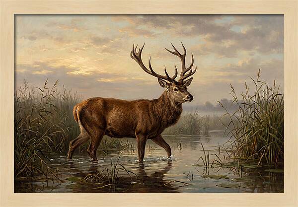 Marsh Deer In Tranquil Waters