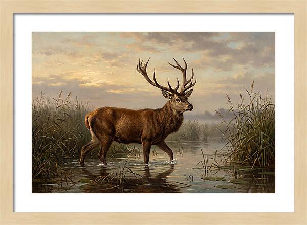 Marsh Deer In Tranquil Waters