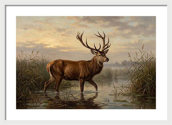 Marsh Deer In Tranquil Waters