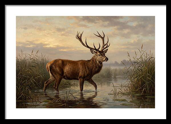 Marsh Deer In Tranquil Waters