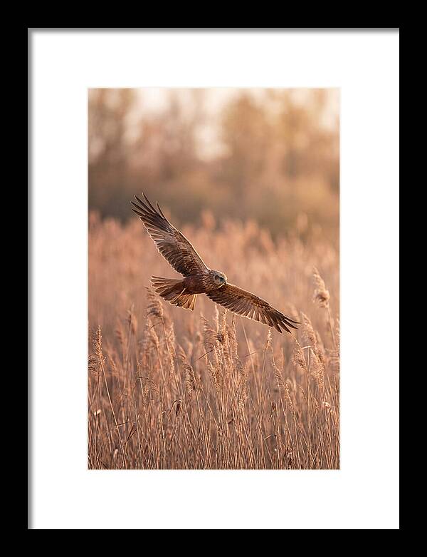 Marsh Harrier In Flight