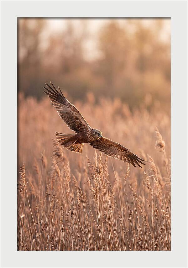 Marsh Harrier In Flight