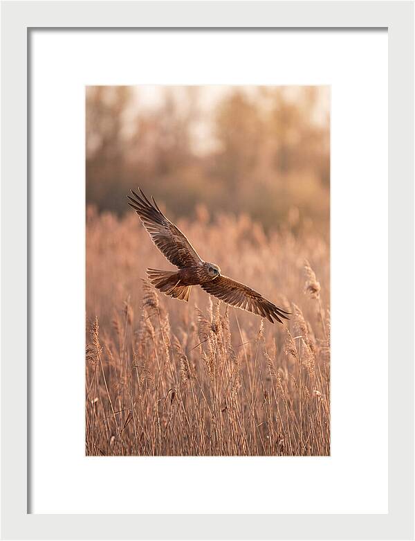 Marsh Harrier In Flight