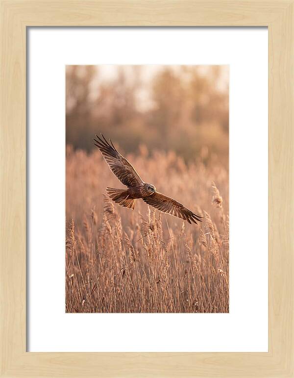 Marsh Harrier In Flight