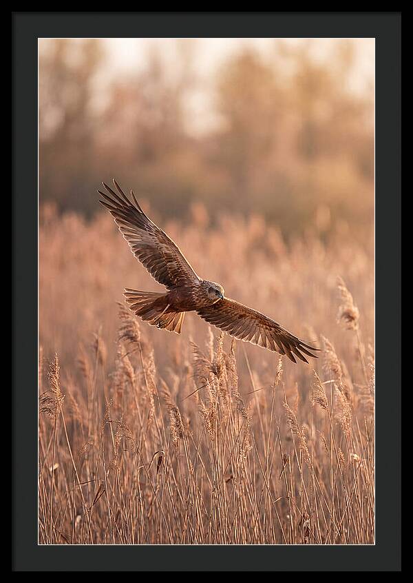 Marsh Harrier In Flight