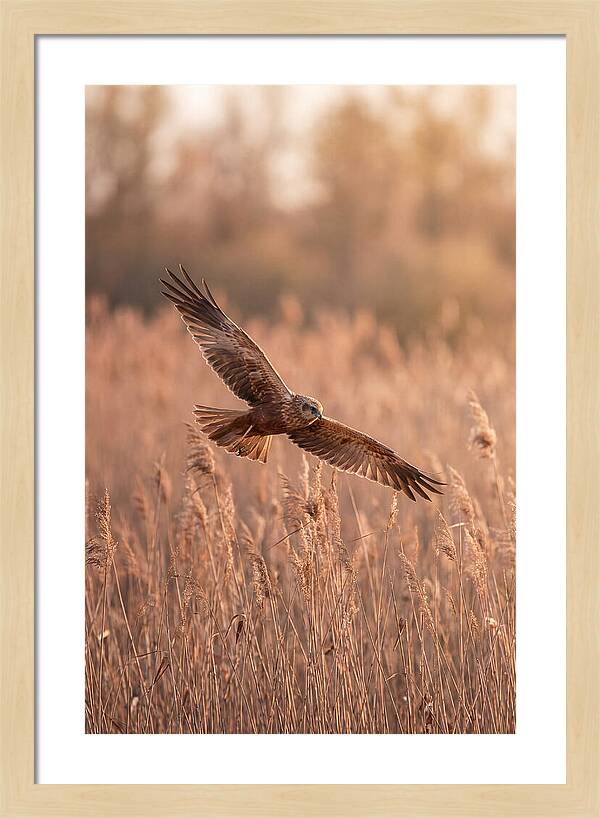 Marsh Harrier In Flight