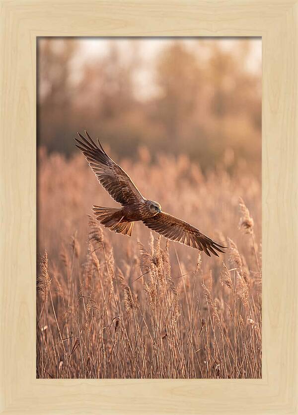 Marsh Harrier In Flight
