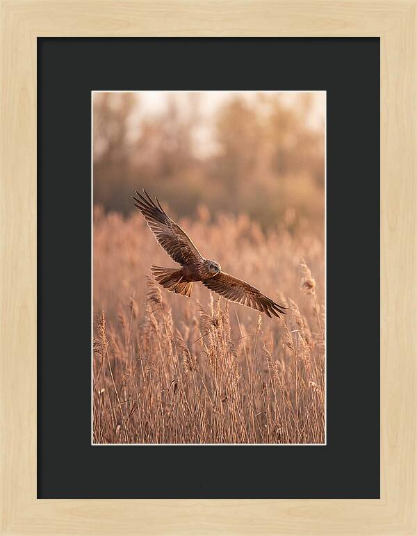 Marsh Harrier In Flight