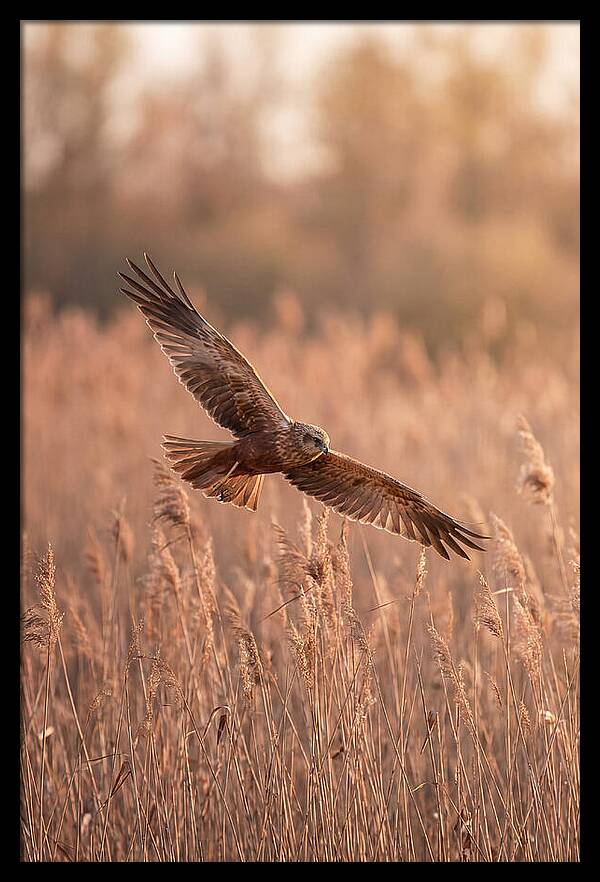 Marsh Harrier In Flight
