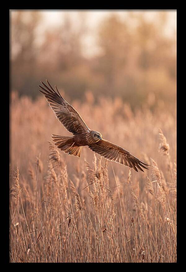 Marsh Harrier In Flight