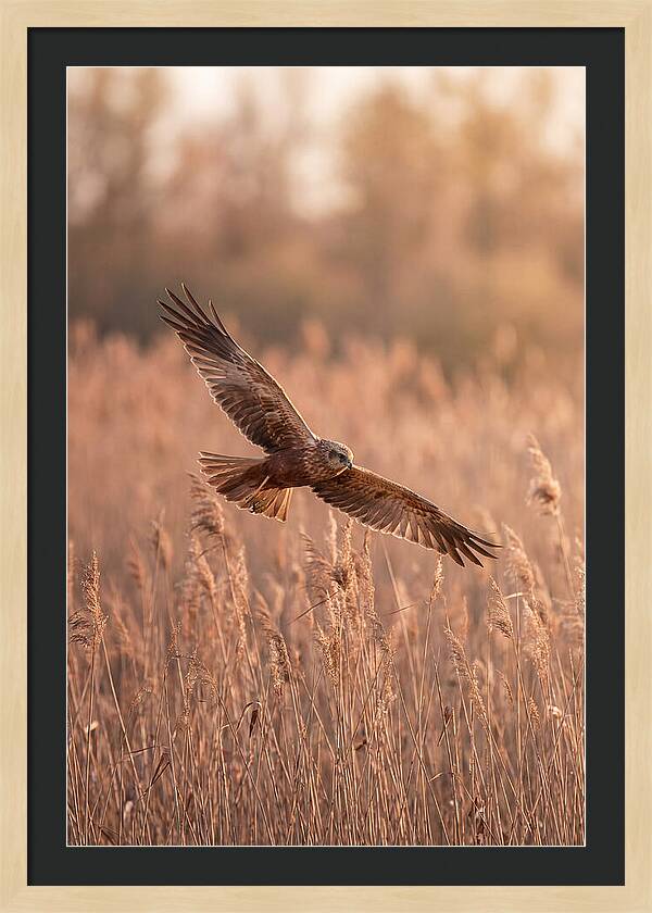 Marsh Harrier In Flight