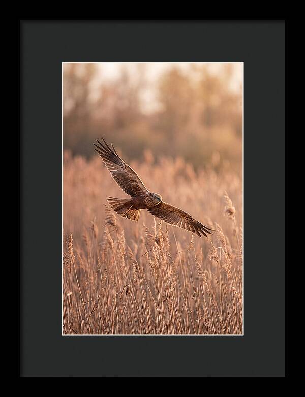 Marsh Harrier In Flight