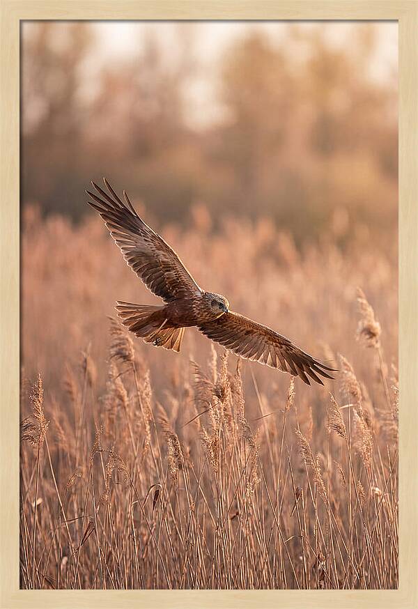Marsh Harrier In Flight