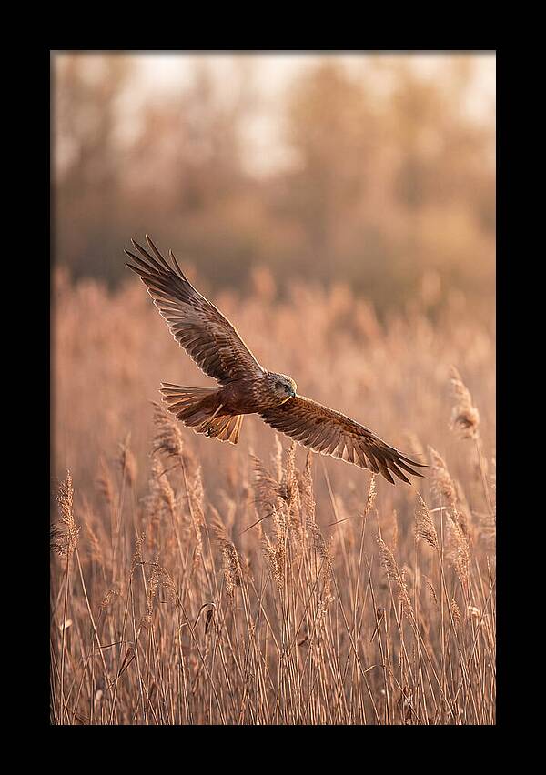 Marsh Harrier In Flight