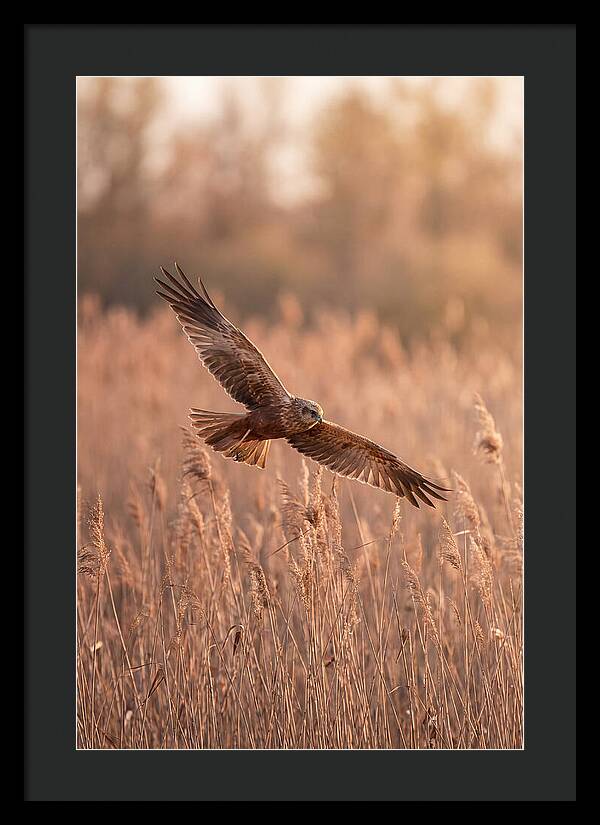 Marsh Harrier In Flight