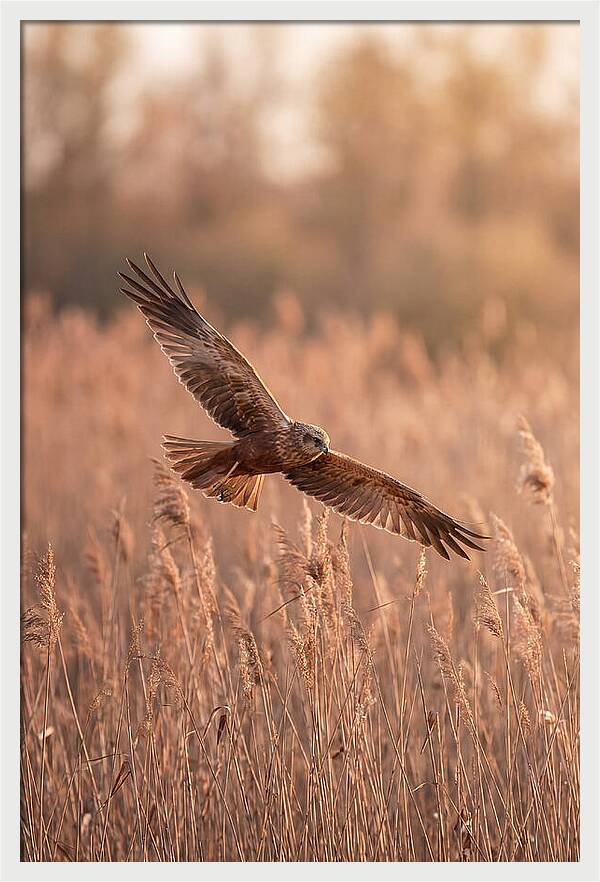 Marsh Harrier In Flight