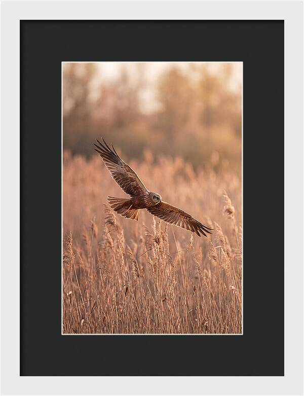 Marsh Harrier In Flight