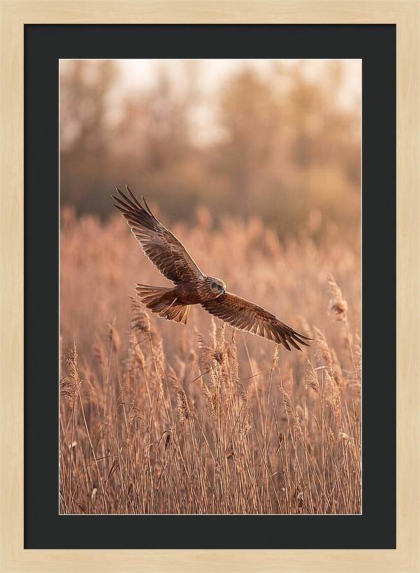 Marsh Harrier In Flight