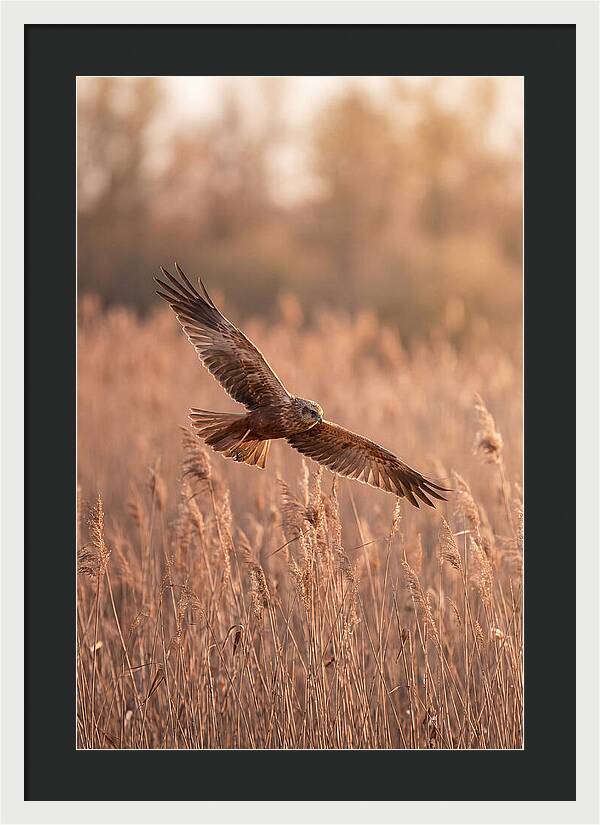 Marsh Harrier In Flight
