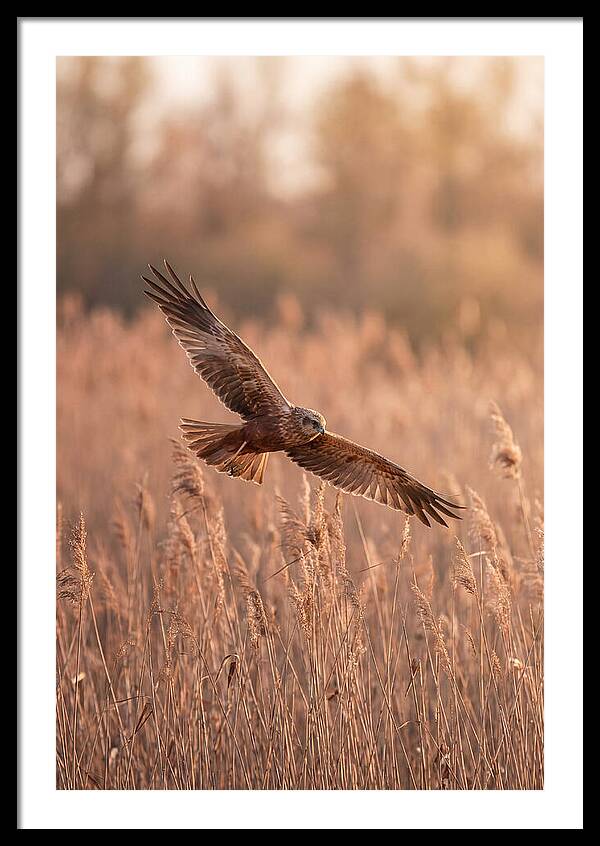 Marsh Harrier In Flight