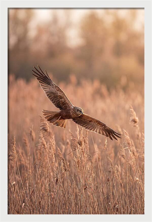 Marsh Harrier In Flight