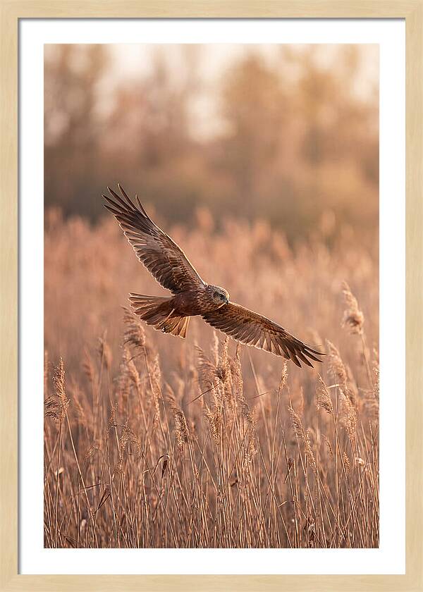 Marsh Harrier In Flight