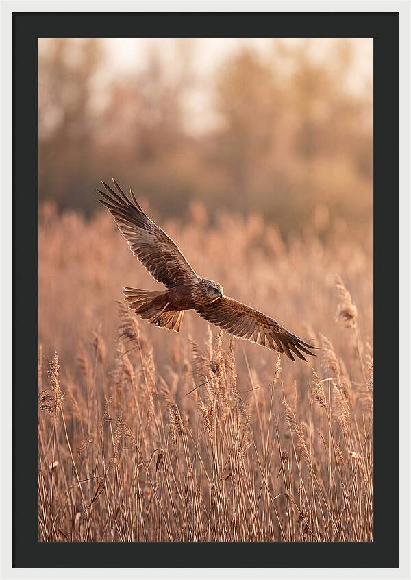 Marsh Harrier In Flight