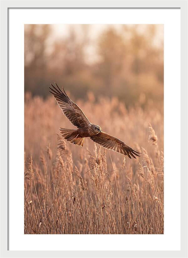 Marsh Harrier In Flight
