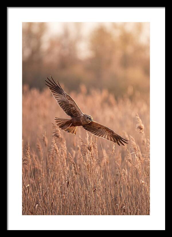 Marsh Harrier In Flight