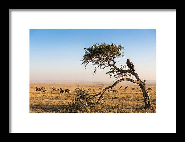 Martial Eagle Over African Savanna