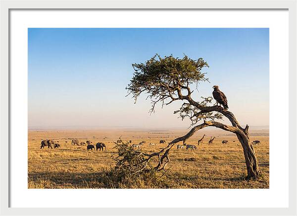 Martial Eagle Over African Savanna