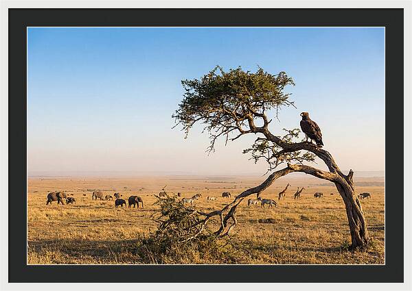 Martial Eagle Over African Savanna