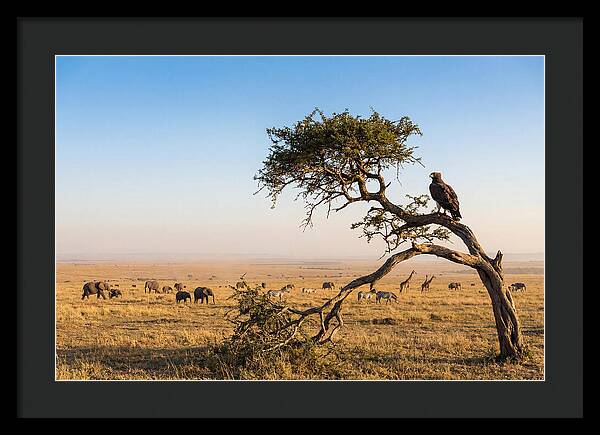 Martial Eagle Over African Savanna