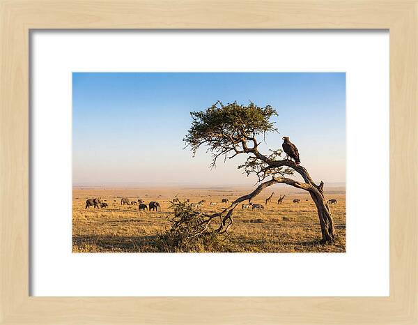 Martial Eagle Over African Savanna
