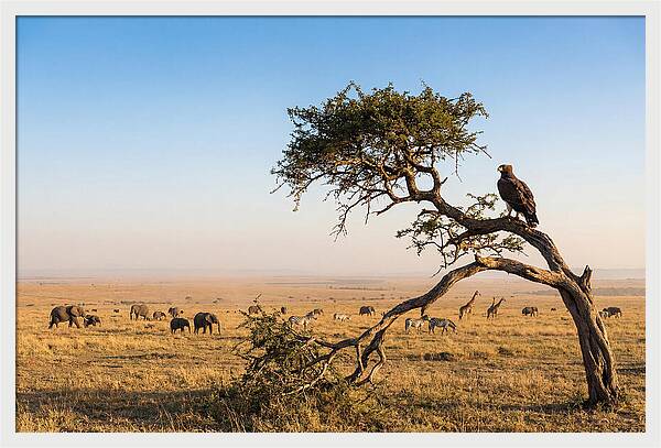 Martial Eagle Over African Savanna