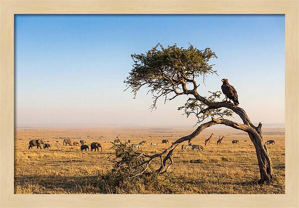 Martial Eagle Over African Savanna