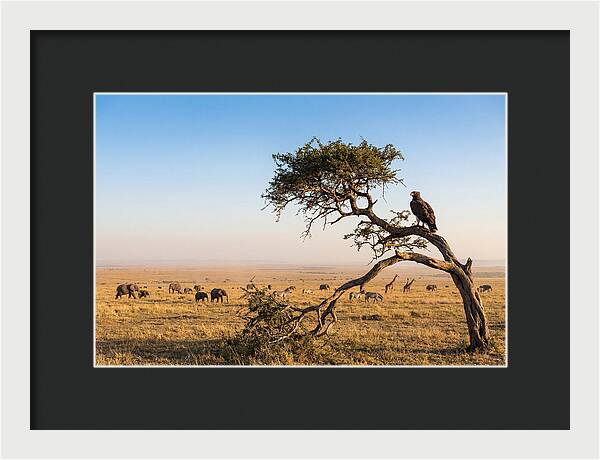 Martial Eagle Over African Savanna