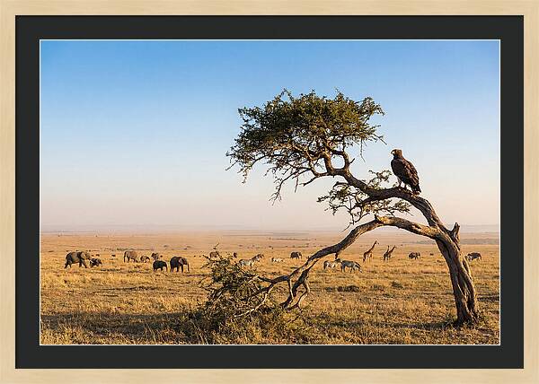 Martial Eagle Over African Savanna