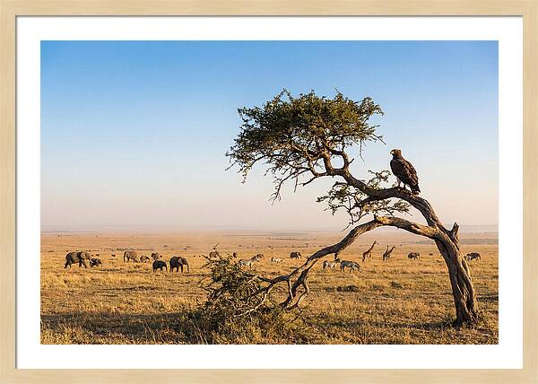 Martial Eagle Over African Savanna