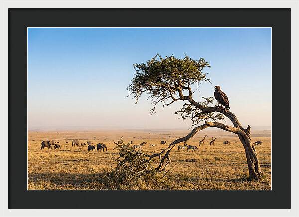 Martial Eagle Over African Savanna